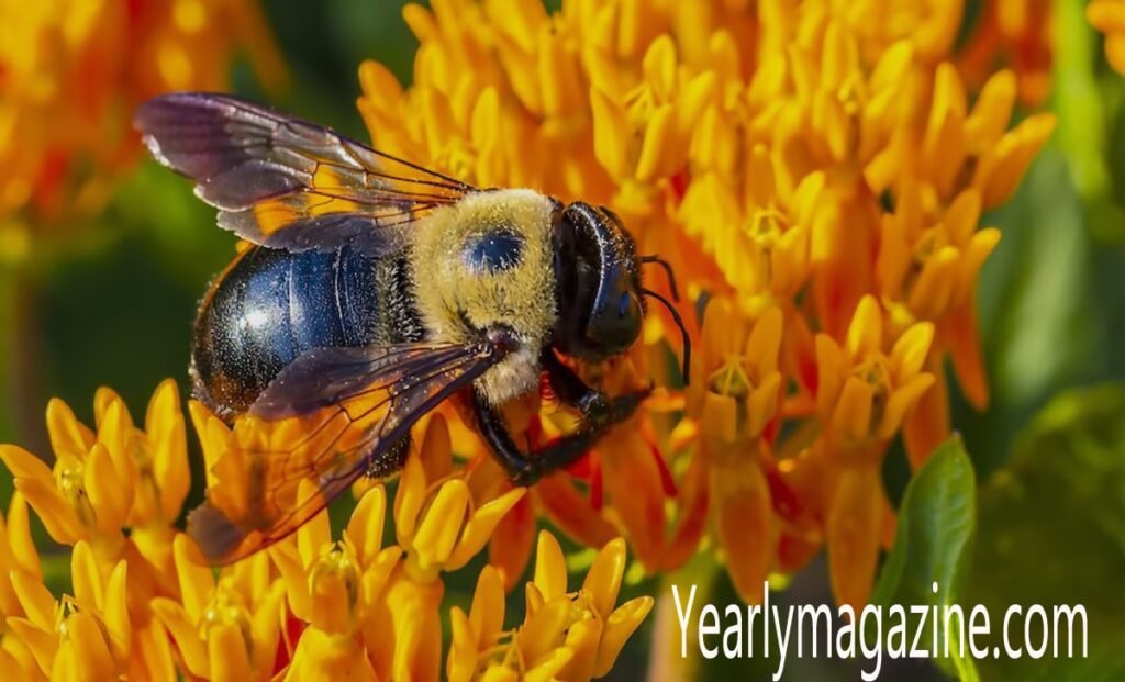 Your Complete Guide to Beeman Broward Services