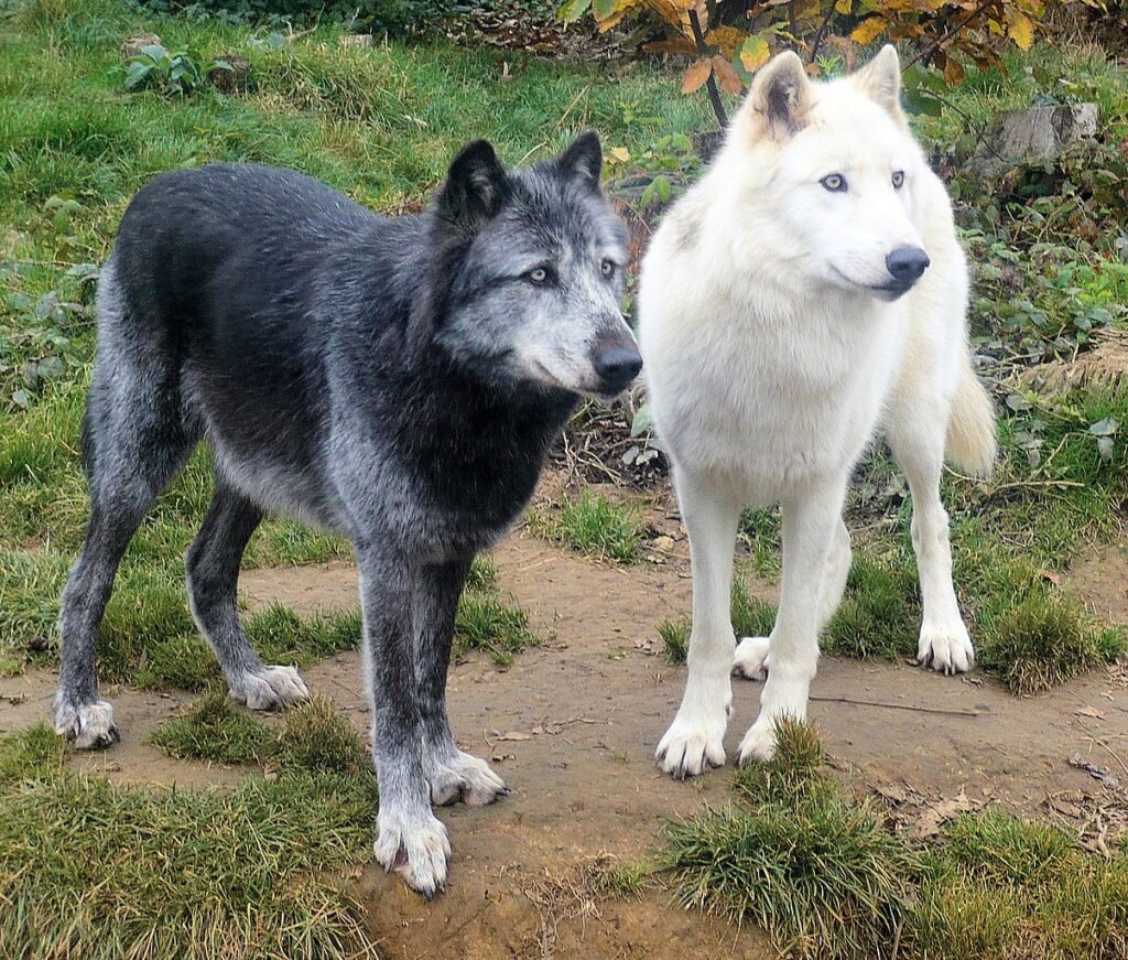 The Fascinating World of Black Wolf and White Wolf Symbolism