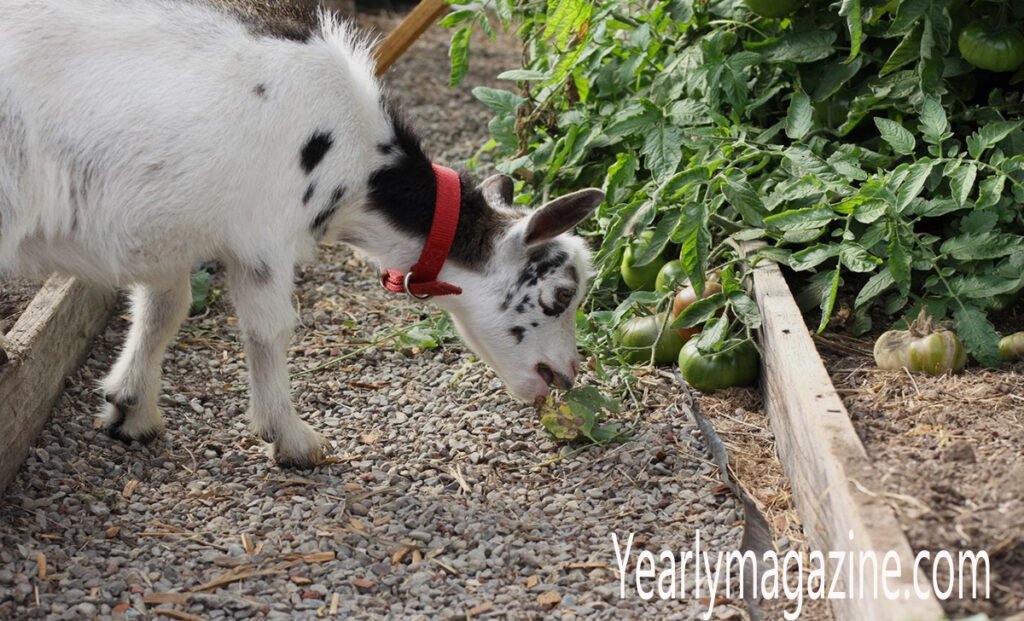 Can Goats Eat Tomatoes? A Complete Safety Guide