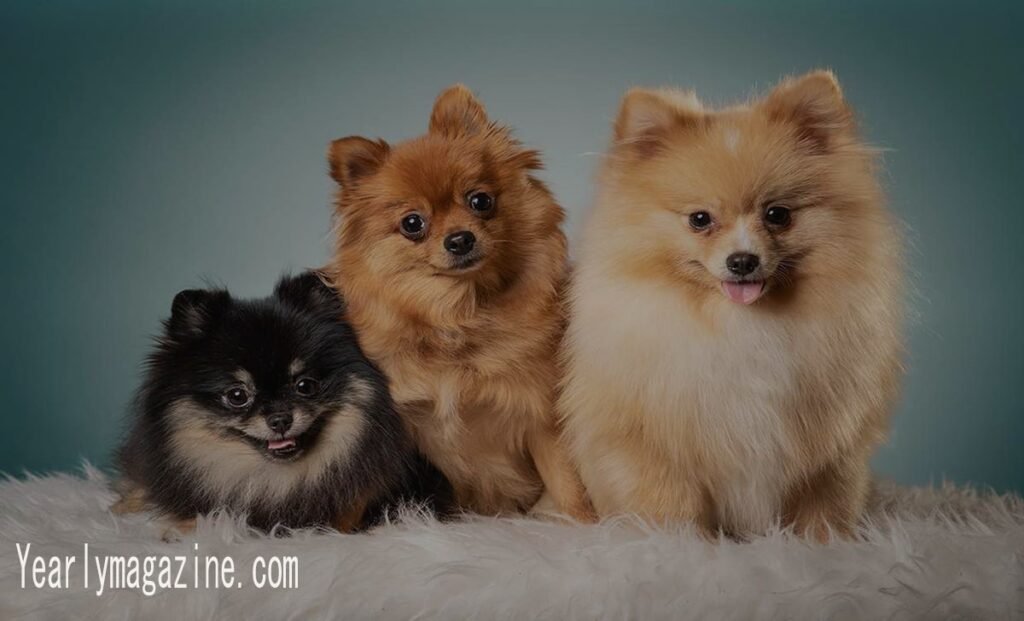 Montanna Maltese Kushi Labs Email: A Marketing Case Study