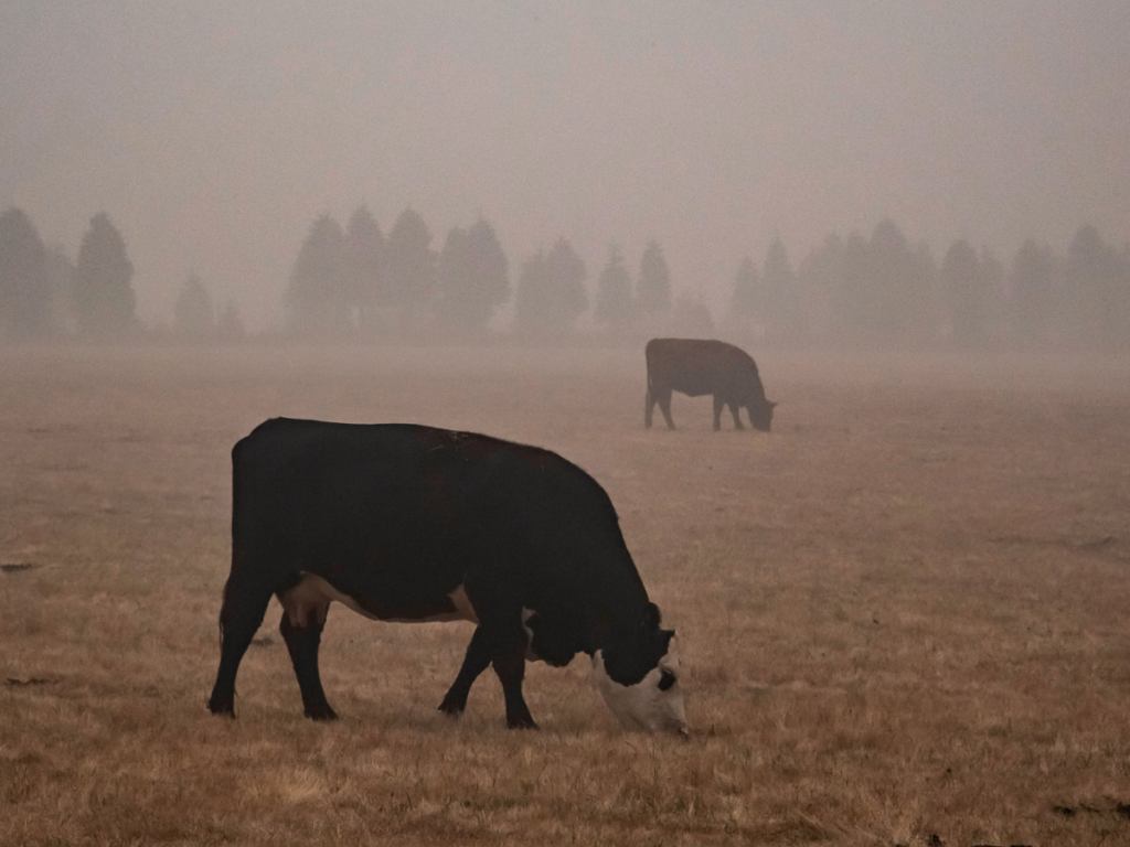Hifiasm Hubert Cattle — A Friendly Guide to HiFi Assemblies for Cattle
